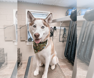 Siberian Husky Dogs for adoption in Forest, VA, USA