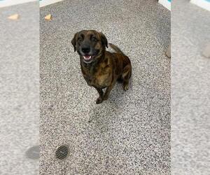 Plott Hound Dogs for adoption in Kendallville, IN, USA