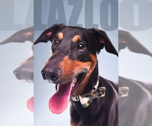 Doberman Pinscher Dogs for adoption in Buffalo, MN, USA