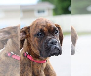 Boxer Dogs for adoption in Kuna, ID, USA