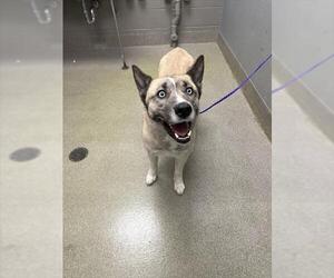 Siberian Husky-Unknown Mix Dogs for adoption in Las Vegas, NV, USA