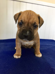 Medium Photo #1 Boxador Puppy For Sale in Temple, GA, USA