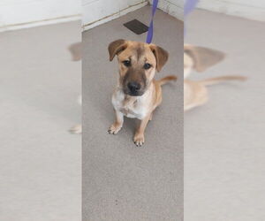 Mutt Dogs for adoption in San Bernardino, CA, USA