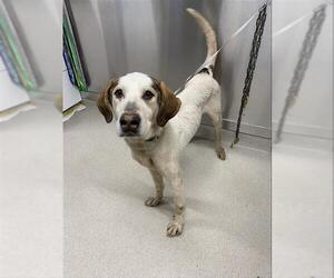 Mutt Dogs for adoption in Fairbanks, AK, USA