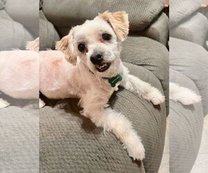 Maltese-Poodle (Toy) Mix Dogs for adoption in New Orleans, LA, USA