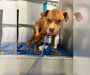 Bullboxer Pit Dogs for adoption in New York, NY, USA