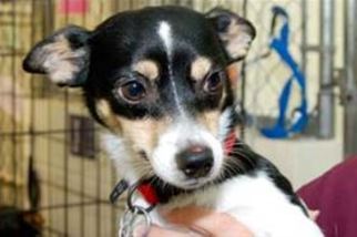 Rat-a-pap Dogs for adoption in Mountain Home, AR, USA