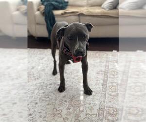 American Pit Bull Terrier Dogs for adoption in Charlotte, NC, USA