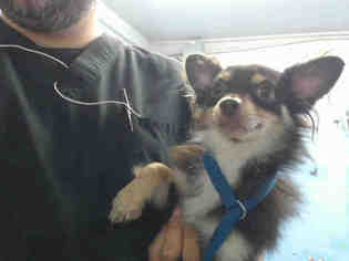 Medium Photo #1 Chihuahua Puppy For Sale in San Bernardino, CA, USA
