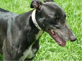 Greyhound Dogs for adoption in Fort Lauderdale, FL, USA