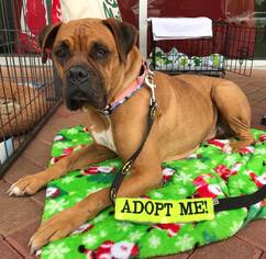 Boxer Dogs for adoption in CHANDLER, AZ, USA