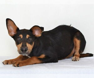 German Shepherd Dog-Unknown Mix Dogs for adoption in Oroville, CA, USA