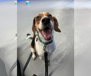 Beagle Dogs for adoption in Costa Mesa , CA, USA