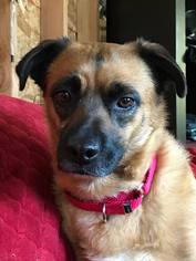 Mutt Dogs for adoption in Sandy, OR, USA
