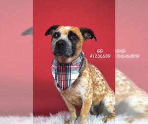 Medium Photo #1 Texas Heeler-Unknown Mix Puppy For Sale in Bakersfield, CA, USA