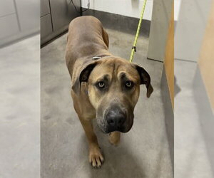 Mastiff-Unknown Mix Dogs for adoption in Forestville, MD, USA