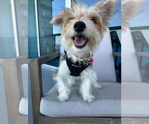 Mutt Dogs for adoption in miami, FL, USA