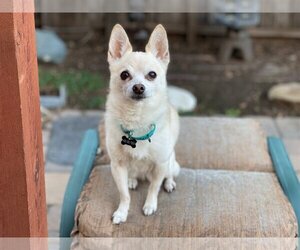 Chiranian Dogs for adoption in Santa Clara, CA, USA