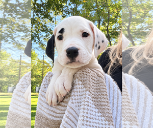 American Bulldog-Unknown Mix Dogs for adoption in Clarkston, MI, USA