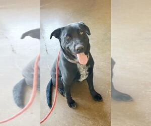 Borador Dogs for adoption in Gilbert, AZ, USA