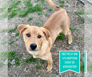 Mountain Cur-Unknown Mix Dogs for adoption in Boston, MA, USA