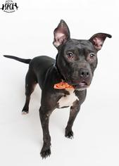 American Staffordshire Terrier-Unknown Mix Dogs for adoption in Jefferson, LA, USA