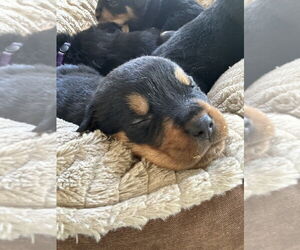 Rottweiler Dogs for adoption in Gilbert, AZ, USA