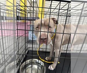 Mutt Dogs for adoption in Las Vegas, NV, USA