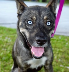 Siberian Husky-Unknown Mix Dogs for adoption in Jupiter, FL, USA
