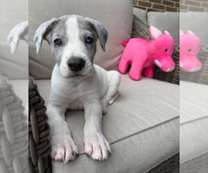 Great Dane-Unknown Mix Dogs for adoption in Lakewood, CO, USA