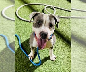 Mutt Dogs for adoption in Las Vegas, NV, USA