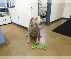 Weimaraner Dogs for adoption in Temple, TX, USA