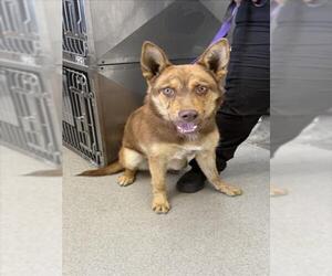 German Shepherd Dog Dogs for adoption in San Bernardino, CA, USA