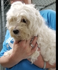 Maltipoo Dogs for adoption in Unity, NH, USA