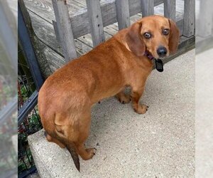 Dachshund Dogs for adoption in SAINT CHARLES, IL, USA