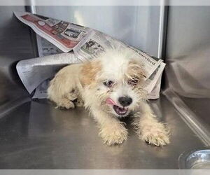 Mutt Dogs for adoption in San Antonio, TX, USA