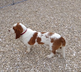 Basset Hound Dogs for adoption in Monticello, IA, USA