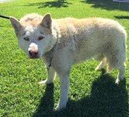 Alaskan Husky-Unknown Mix Dogs for adoption in San Francisco, CA, USA