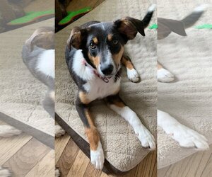 Border-Aussie Dogs for adoption in O Fallon, MO, USA