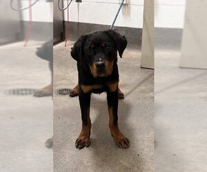 Rottweiler-Unknown Mix Dogs for adoption in Forestville, MD, USA