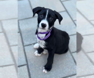 Huskies -Labrador Retriever Mix Dogs for adoption in pomfret, CT, USA