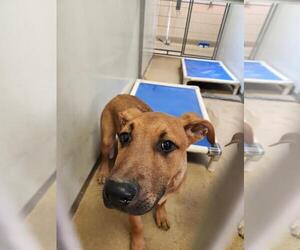 German Shepherd Dog-Unknown Mix Dogs for adoption in Sacramento, CA, USA