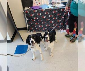 English Springer Spaniel Dogs for adoption in Columbus, IN, USA
