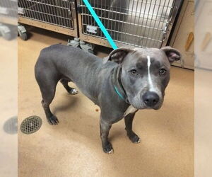 Mutt Dogs for adoption in Norco, CA, USA