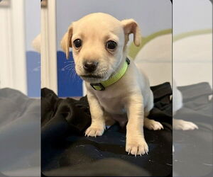 Mutt Dogs for adoption in Oak Bluffs, MA, USA
