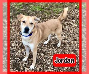 - Mix Dogs for adoption in Jasper, IN, USA