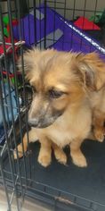 Chiranian Dogs for adoption in Rocky Mount, NC, USA