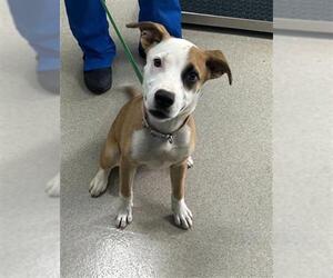 American Pit Bull Terrier-Unknown Mix Dogs for adoption in Newton, NC, USA