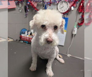 Maltipoo Dogs for adoption in Las Vegas, NV, USA