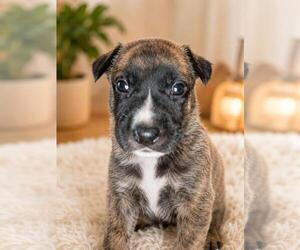 German Shepherd Dog-Unknown Mix Dogs for adoption in Mooresville, NC, USA